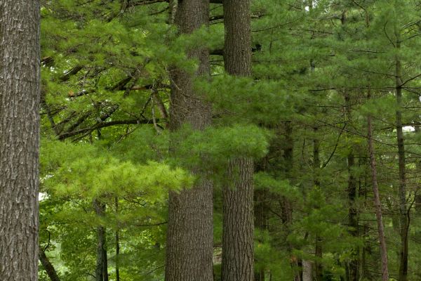 forest ecosystem study on effects of logging and clearcutting white pines jennifer h thompson and thomas d lee (1)